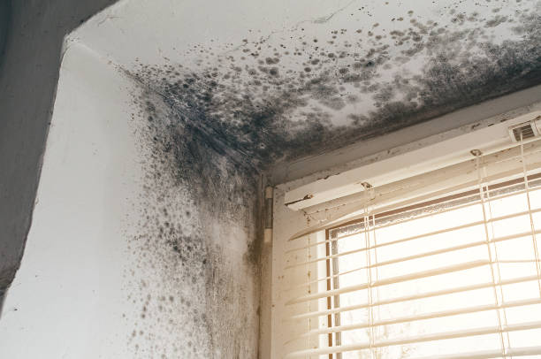 Mold Removal service in East Jordan